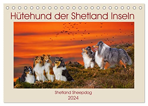 Hütehund der Shetland Inseln - Shetland Sheepdog (Tischkalender 2024 DIN A5 quer), CALVENDO Monatskalender