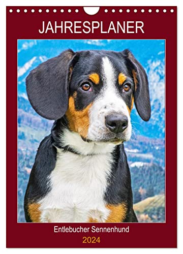 Jahresplaner Entlebucher Sennenhund (Wandkalender 2024 DIN A4 hoch), CALVENDO Monatskalender von CALVENDO