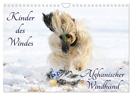 Kinder des Windes - Afghanischer Windhund (Wandkalender 2024 DIN A4 quer), CALVENDO Monatskalender von CALVENDO