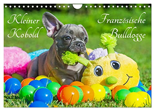 Kleiner Kobold Französische Bulldogge (Wandkalender 2024 DIN A4 quer), CALVENDO Monatskalender von CALVENDO