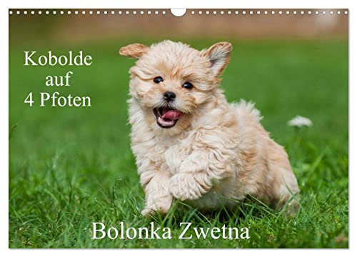 Kobolde auf 4 Pfoten - Bolonka Zwetna (Wandkalender 2024 DIN A3 quer), CALVENDO Monatskalender von CALVENDO
