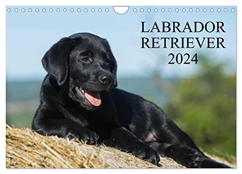 Labrador Retriever 2024 (Wandkalender 2024 DIN A4 quer), CALVENDO Monatskalender von CALVENDO