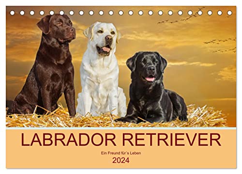 Labrador Retriever - Ein Freund für´s Leben (Tischkalender 2024 DIN A5 quer), CALVENDO Monatskalender von CALVENDO