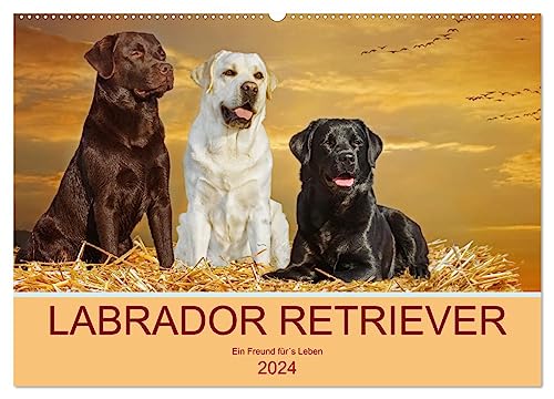 Labrador Retriever - Ein Freund für´s Leben (Wandkalender 2024 DIN A2 quer), CALVENDO Monatskalender