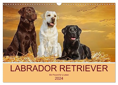 Labrador Retriever - Ein Freund für´s Leben (Wandkalender 2024 DIN A3 quer), CALVENDO Monatskalender von CALVENDO