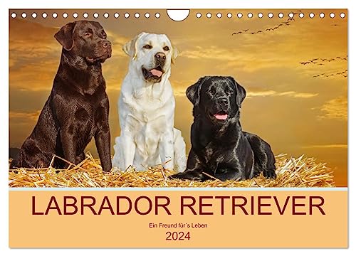 Labrador Retriever - Ein Freund für´s Leben (Wandkalender 2024 DIN A4 quer), CALVENDO Monatskalender