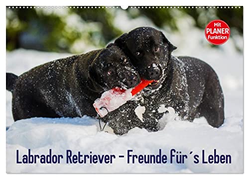 Labrador Retriever - Freunde für´s Leben (Wandkalender 2024 DIN A2 quer), CALVENDO Monatskalender