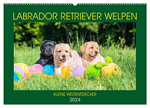 Labrador Retriever Welpen - Kleine Weltentdecker (Wandkalender 2024 DIN A2 quer), CALVENDO Monatskalender
