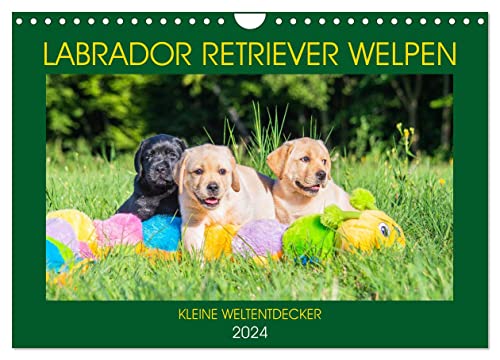 Labrador Retriever Welpen - Kleine Weltentdecker (Wandkalender 2024 DIN A4 quer), CALVENDO Monatskalender von CALVENDO