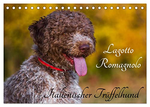 Lagotto Romagnolo - Italienischer Trüffelhund (Tischkalender 2024 DIN A5 quer), CALVENDO Monatskalender von CALVENDO