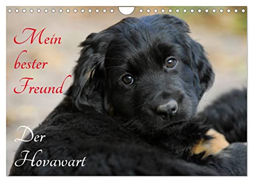 Mein bester Freund - Der Hovawart (Wandkalender 2024 DIN A4 quer), CALVENDO Monatskalender