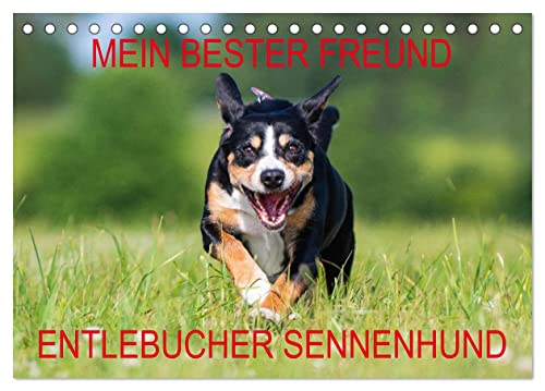 Mein bester Freund - Entlebucher Sennenhund (Tischkalender 2024 DIN A5 quer), CALVENDO Monatskalender von CALVENDO