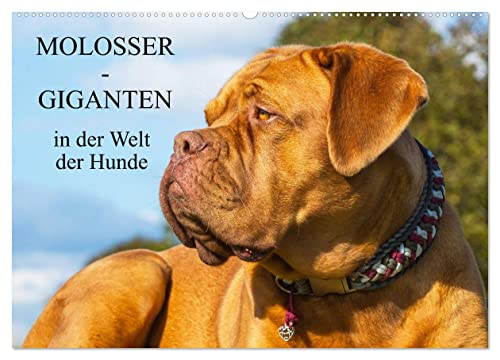 Molosser - Giganten in der Welt der Hunde (Wandkalender 2024 DIN A2 quer), CALVENDO Monatskalender