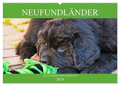 Neufundländer - Alle fangen mal klein an (Wandkalender 2024 DIN A2 quer), CALVENDO Monatskalender