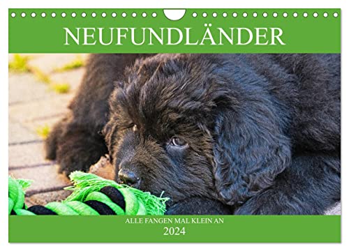 Neufundländer - Alle fangen mal klein an (Wandkalender 2024 DIN A4 quer), CALVENDO Monatskalender von CALVENDO