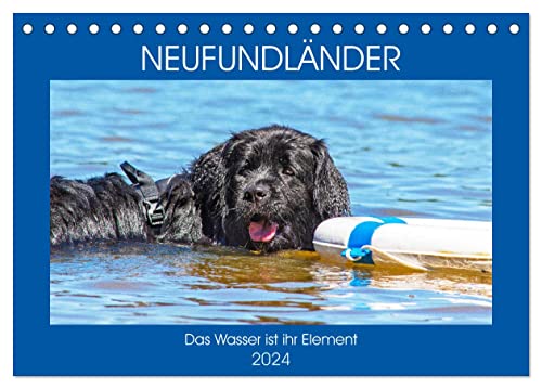 Neufundländer - Das Wasser ist ihr Element (Tischkalender 2024 DIN A5 quer), CALVENDO Monatskalender