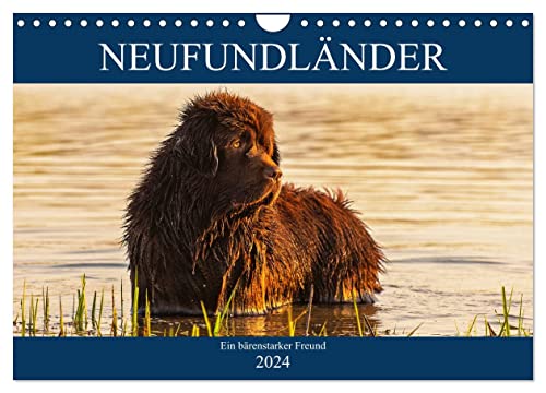 Neufundländer - Ein bärenstarker Freund (Wandkalender 2024 DIN A4 quer), CALVENDO Monatskalender