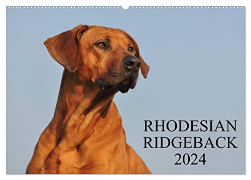 Rhodesian Ridgeback 2024 (Wandkalender 2024 DIN A2 quer), CALVENDO Monatskalender