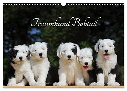 Traumhund Bobtail (Wandkalender 2024 DIN A3 quer), CALVENDO Monatskalender von CALVENDO