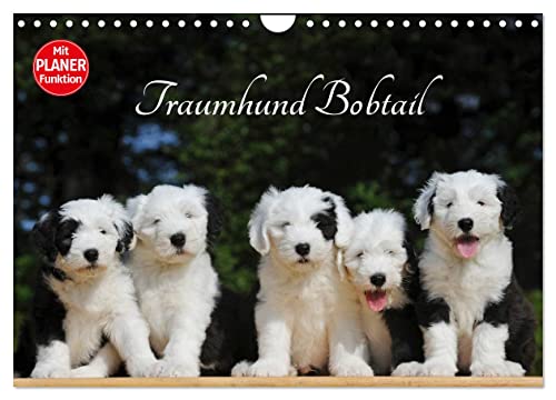Traumhund Bobtail (Wandkalender 2024 DIN A4 quer), CALVENDO Monatskalender