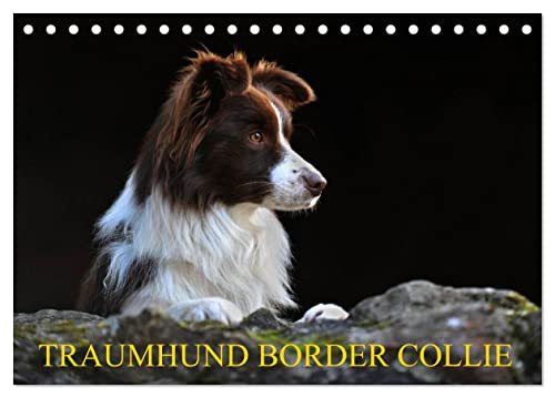 Traumhund Border Collie (Tischkalender 2024 DIN A5 quer), CALVENDO Monatskalender