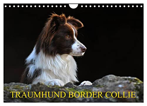 Traumhund Border Collie (Wandkalender 2024 DIN A4 quer), CALVENDO Monatskalender von CALVENDO