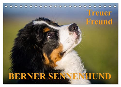 Treuer Freund Berner Sennenhund (Tischkalender 2024 DIN A5 quer), CALVENDO Monatskalender von CALVENDO
