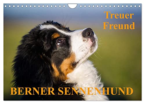 Treuer Freund Berner Sennenhund (Wandkalender 2024 DIN A4 quer), CALVENDO Monatskalender von CALVENDO