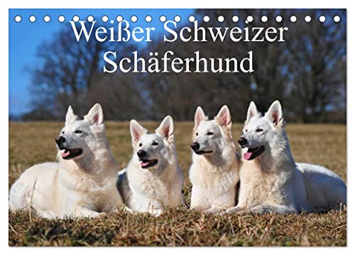 Weißer Schweizer Schäferhund (Tischkalender 2024 DIN A5 quer), CALVENDO Monatskalender von CALVENDO