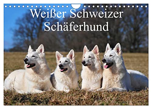 Weißer Schweizer Schäferhund (Wandkalender 2024 DIN A4 quer), CALVENDO Monatskalender von CALVENDO