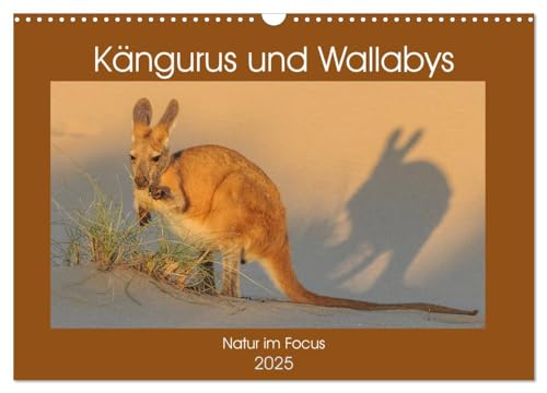 Kängururs und Wallabys (Wandkalender 2025 DIN A3 quer), CALVENDO Monatskalender von CALVENDO