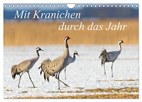 Mit Kranichen durch das Jahr (Wandkalender 2025 DIN A4 quer), CALVENDO Monatskalender