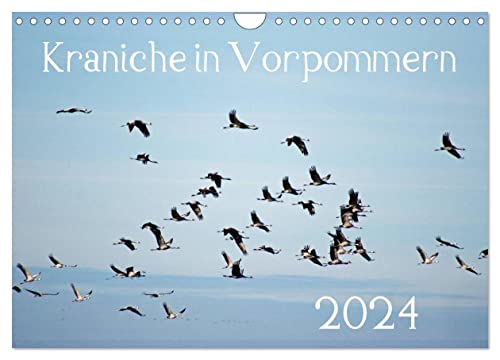 Kraniche in Vorpommern (Wandkalender 2024 DIN A4 quer), CALVENDO Monatskalender von CALVENDO