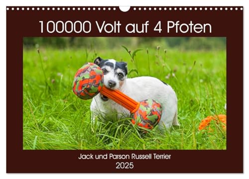 100000 Volt auf vier Pfoten - Jack und Parson Russell Terrier (Wandkalender 2025 DIN A3 quer), CALVENDO Monatskalender