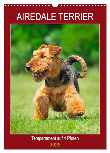 Airedale Terrier - Temperament auf 4 Pfoten (Wandkalender 2025 DIN A3 hoch), CALVENDO Monatskalender