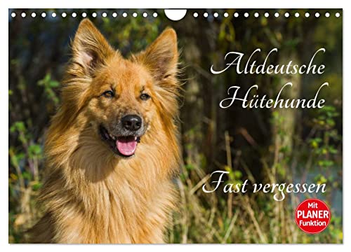 Altdeutsche Hütehunde - Fast vergessen (Wandkalender 2025 DIN A4 quer), CALVENDO Monatskalender von CALVENDO