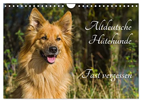 Altdeutsche Hütehunde - Fast vergessen (Wandkalender 2025 DIN A4 quer), CALVENDO Monatskalender