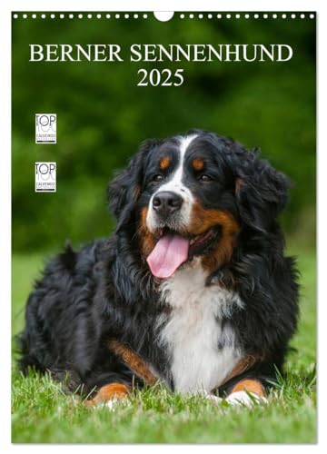 Berner Sennenhund 2025 (Wandkalender 2025 DIN A3 hoch), CALVENDO Monatskalender von CALVENDO