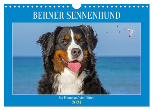Berner Sennenhund - Ein Freund auf vier Pfoten (Wandkalender 2024 DIN A4 quer), CALVENDO Monatskalender