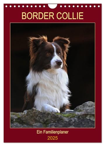 Border Collie - Ein Familienplaner (Wandkalender 2025 DIN A4 hoch), CALVENDO Monatskalender von CALVENDO