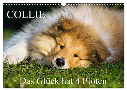 Collie - Das Glück hat 4 Pfoten (Wandkalender 2025 DIN A3 quer), CALVENDO Monatskalender von CALVENDO