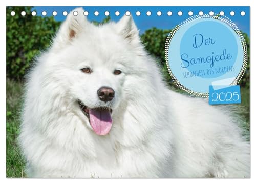 Der Samojede - Schönheit des Nordens (Tischkalender 2025 DIN A5 quer), CALVENDO Monatskalender von CALVENDO