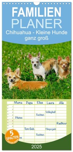 Familienplaner 2025 - Chihuahua - Kleine Hunde ganz groß mit 5 Spalten (Wandkalender, 21 cm x 45 cm), CALVENDO