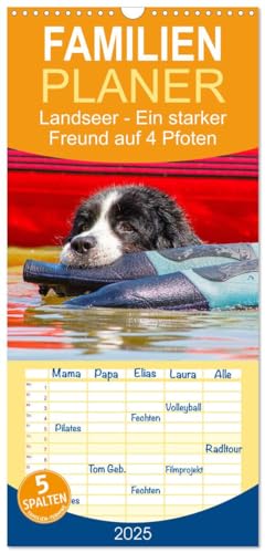 Familienplaner 2025 - Landseer - Ein starker Freund auf 4 Pfoten mit 5 Spalten (Wandkalender, 21 cm x 45 cm), CALVENDO
