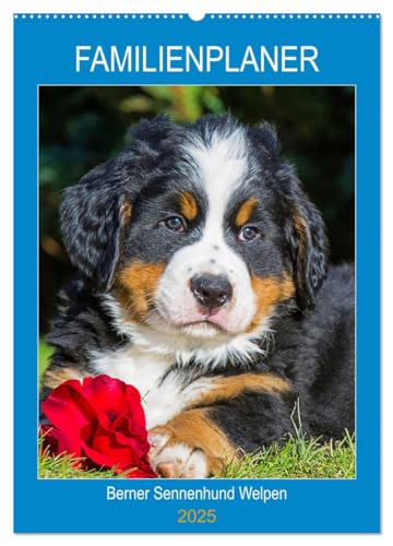 Familienplaner Berner Sennenhund Welpen (Wandkalender 2025 DIN A2 hoch), CALVENDO Monatskalender von CALVENDO
