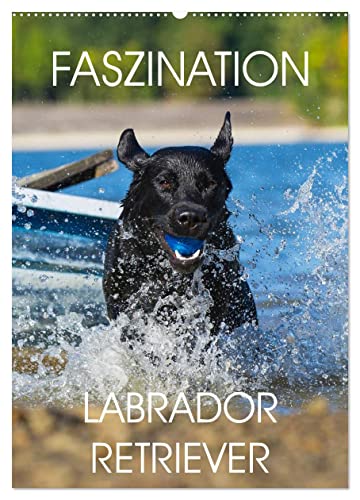 Faszination Labrador Retriever (Wandkalender 2025 DIN A2 hoch), CALVENDO Monatskalender von CALVENDO