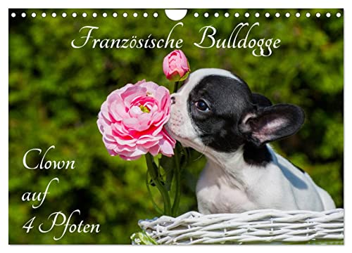 Französische Bulldogge - Clown auf 4 Pfoten (Wandkalender 2025 DIN A4 quer), CALVENDO Monatskalender von CALVENDO