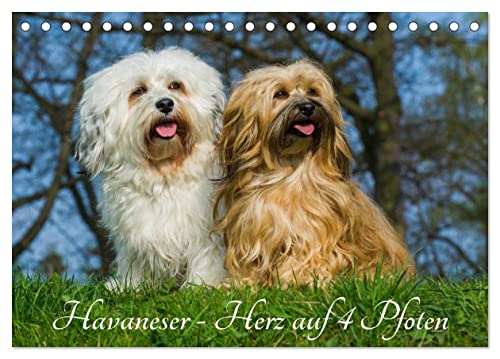 Havaneser - Herz auf 4 Pfoten (Tischkalender 2025 DIN A5 quer), CALVENDO Monatskalender von CALVENDO
