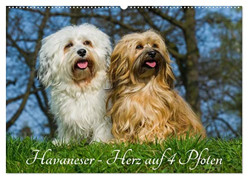 Havaneser - Herz auf 4 Pfoten (Wandkalender 2025 DIN A2 quer), CALVENDO Monatskalender von CALVENDO