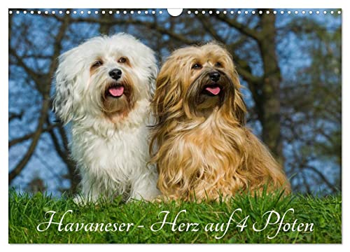 Havaneser - Herz auf 4 Pfoten (Wandkalender 2025 DIN A3 quer), CALVENDO Monatskalender von CALVENDO